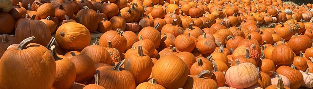 Where to Find Pumpkins and Fall Fun Around Myrtle Beach!